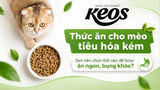 Mèo tiêu hóa kém: Sen chọn gì để boss ăn ngon, bụng khỏe?