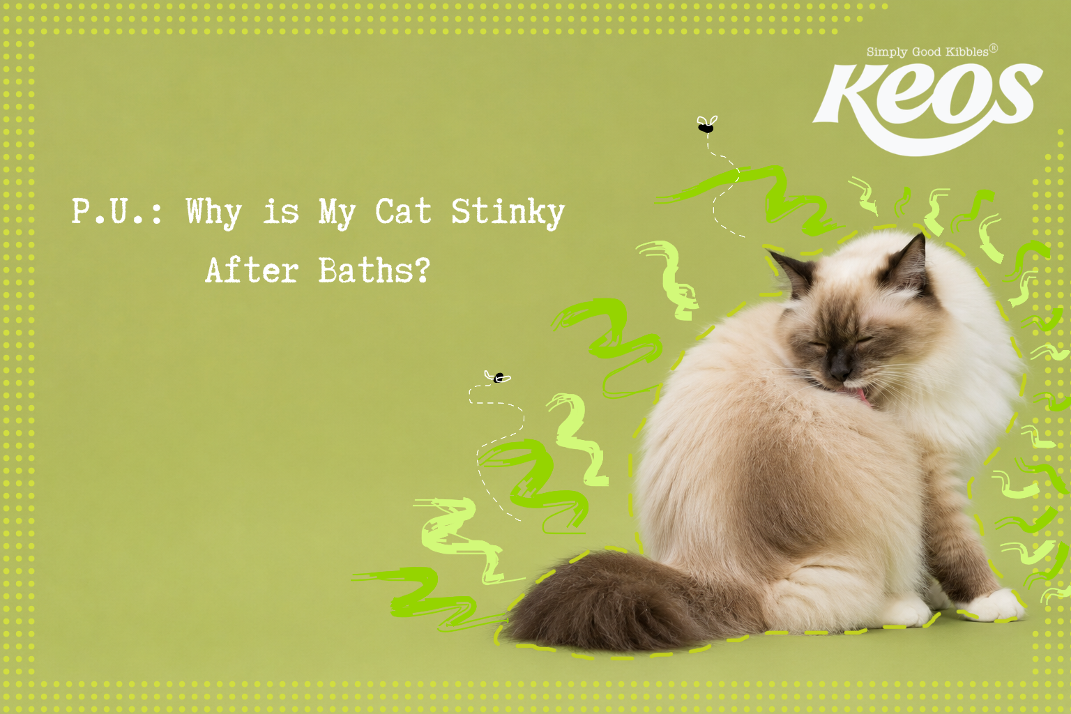 Why Does My Cat Smell Bad Even After a Bath?