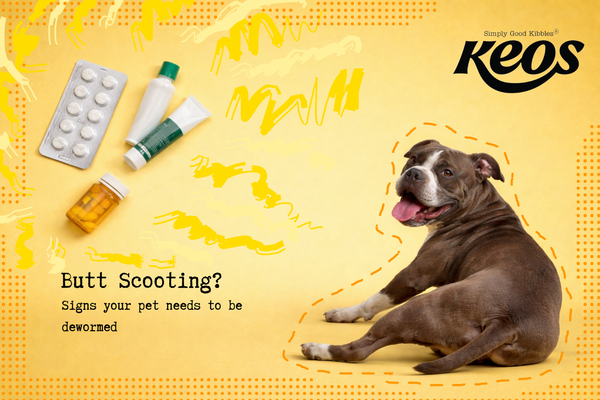 Deworming your pet: When, Why and How to do it.