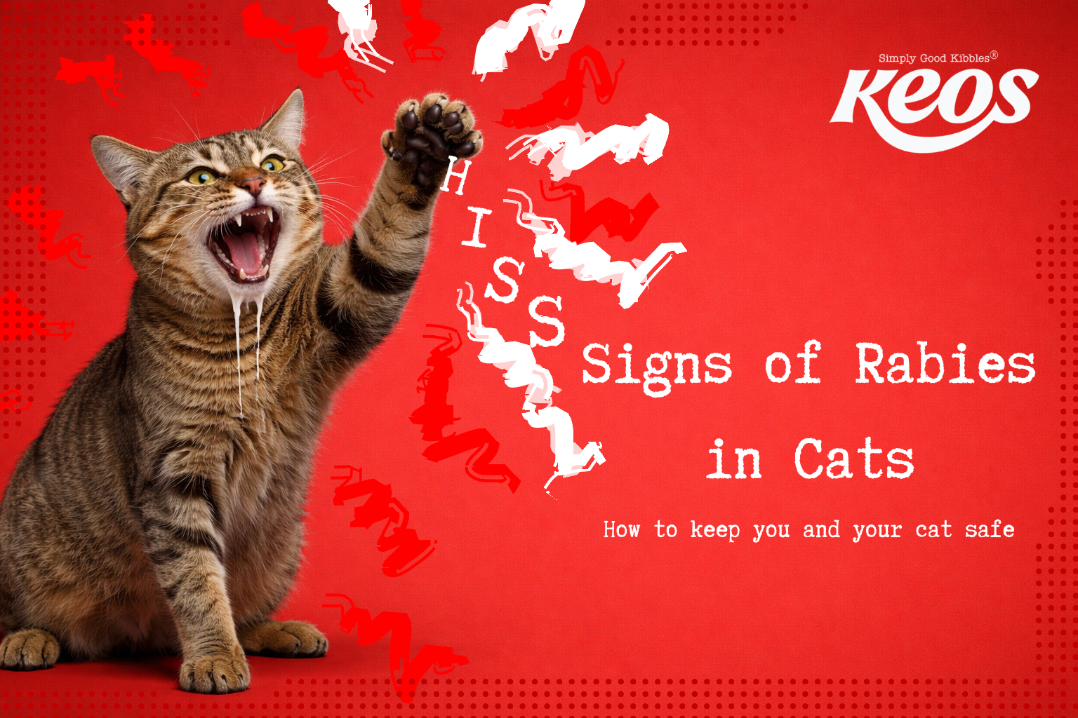 Can Cats Get Rabies? What Every Pet Owner Should Know