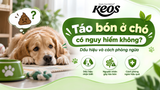 Táo bón ở chó có nguy hiểm không? Dấu hiệu và cách phòng ngừa