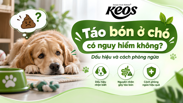 Táo bón ở chó có nguy hiểm không? Dấu hiệu và cách phòng ngừa