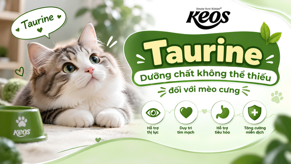 Taurine - Dưỡng chất không thể thiếu đối với mèo cưng