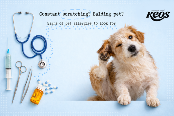 Itching and Scratching: Pet Allergy Signs You Shouldn’t Ignore