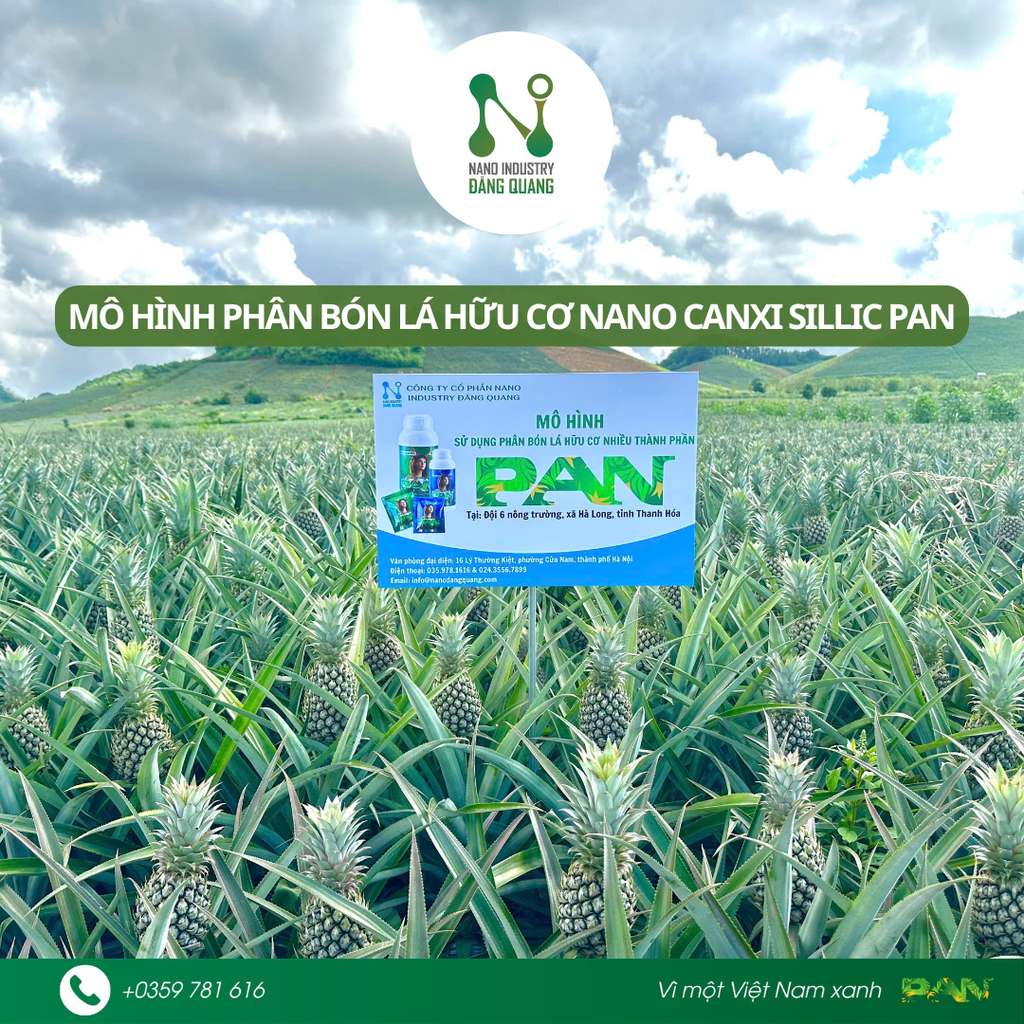 Hiệu quả rõ rệt sau khi sử dụng phân bón lá hữu cơ nhiều thành phần PAN trên cây dứa tại xã Hà Long, tỉnh Thanh Hoá năm 2025