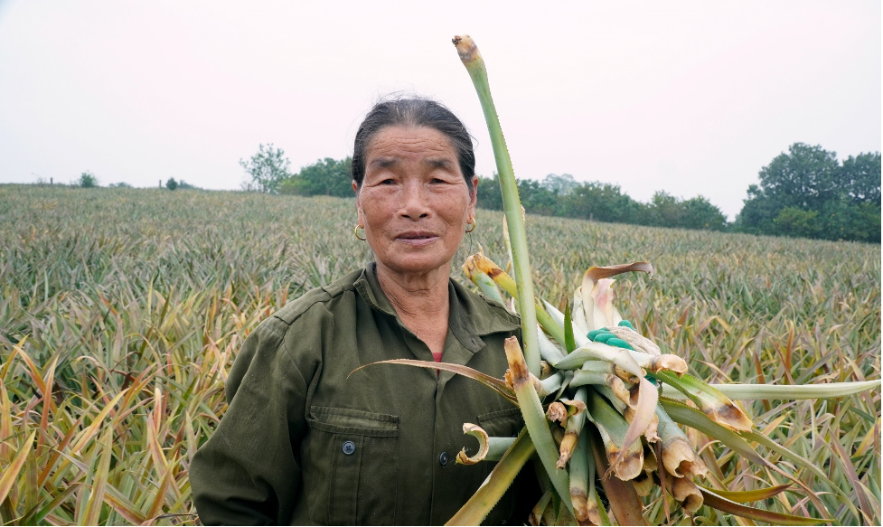 Dứa chết hàng loạt tại “thủ phủ dứa” Thanh Hóa và một số vùng Ninh Bình