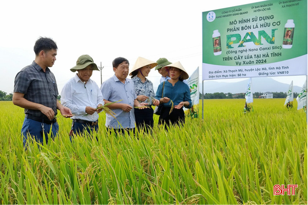 Chống rét cho cây lúa vụ Đông Xuân bằng phân bón lá hữu cơ nhiều thành phần PAN