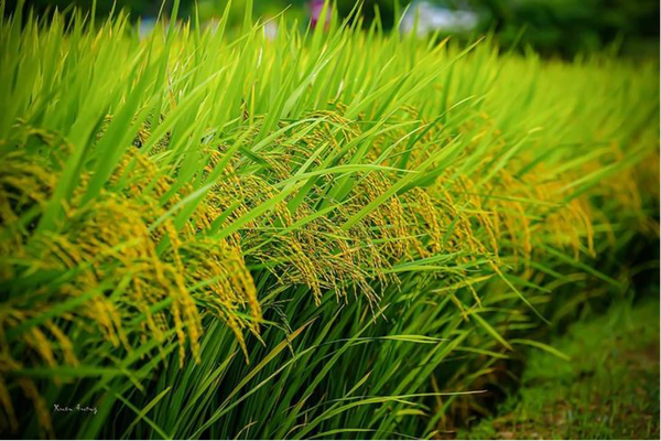 VAI TRÒ CỦA NANO CANXI VÀ NANO SILIC ĐỐI VỚI CÂY TRỒNG