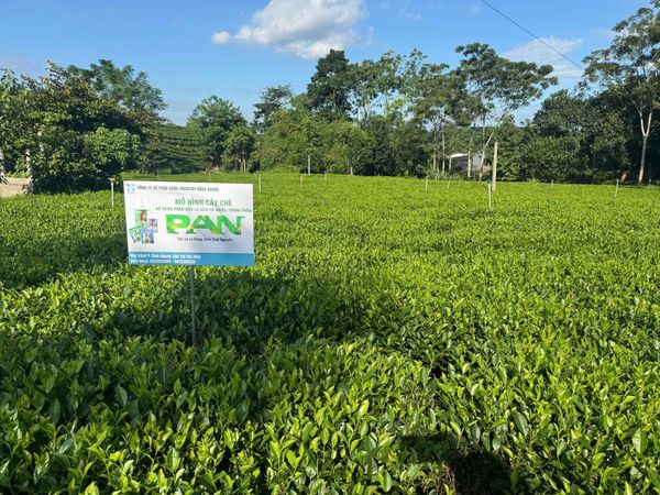 PHÂN BÓN LÁ HỮU CƠ PAN: CHIẾN LƯỢC KHÁC BIỆT HÓA TRONG CUỘC ĐUA NÔNG NGHIỆP BỀN VỮNG