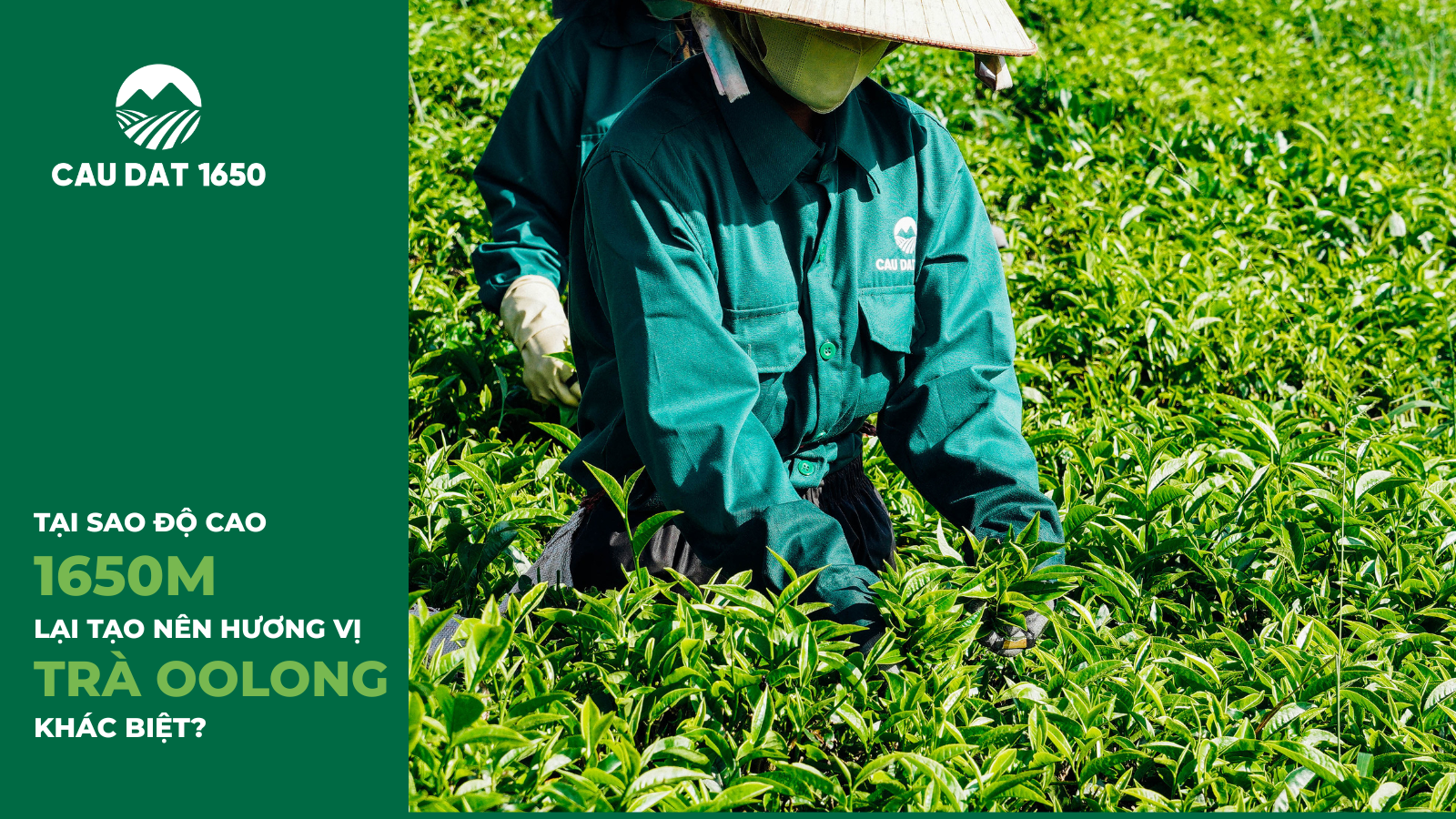 Tại Sao Độ Cao 1650m Lại Tạo Nên Hương Vị Trà Oolong Khác Biệt?