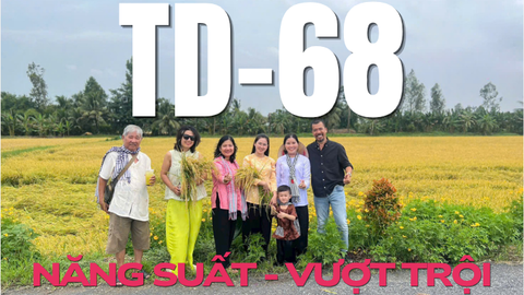 GẠO ÔNG DU ĐÓN MÙA THU HOẠCH GIỐNG LÚA MỚI TD68 – DẤU ẤN MỚI TRÊN CÁNH ĐỒNG SÓC TRĂNG