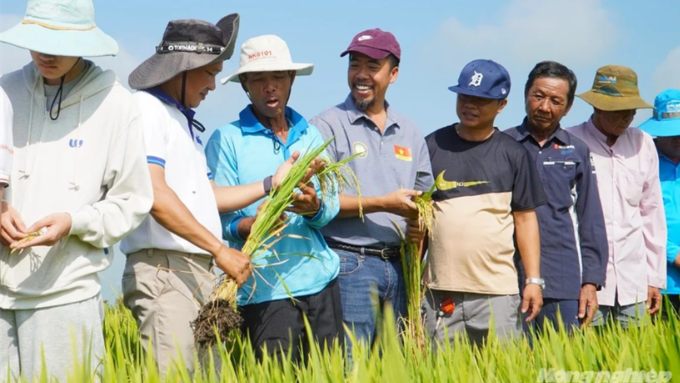 Giống lúa TNN91 mở ra hướng đi mới cho ngành lúa gạo ĐBSCL