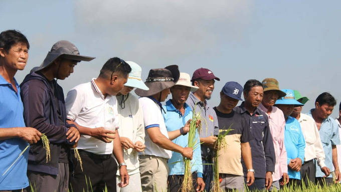 Công ty CP Nông nghiệp Gạo Hữu Cơ TD Sóc Trăng: Liên kết vùng trồng – Nâng tầm hạt gạo Việt trên toàn quốc