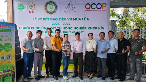 Gao Ong Du Partners with Farmers in Can Tho to Develop 1,000 Hectares of High-Quality, Low-Emission Rice