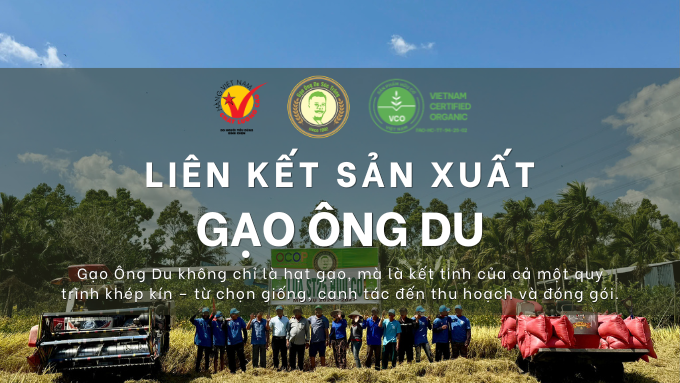 Liên Kết Sản Xuất – Giải Pháp Phát Triển Bền Vững Của Gạo Ông Du
