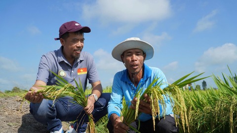 Giống lúa TNN91 – Giải pháp nông nghiệp bền vững cho Đồng bằng sông Cửu Long