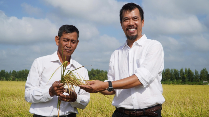 Mô hình trồng lúa hữu cơ liên kết phát triển mạnh ở miền Tây