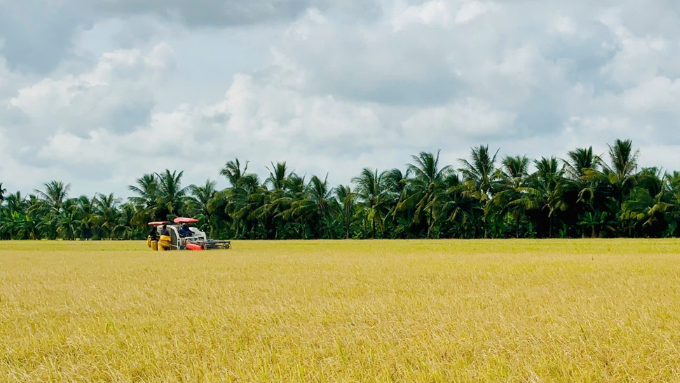 Ong Du Rice – The Precious Pearl from Soc Trang Fields