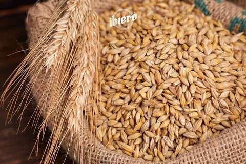 Lịch Sử Ra Đời Và Phát Triển Của Bia Thủ Công Trên Thế Giới