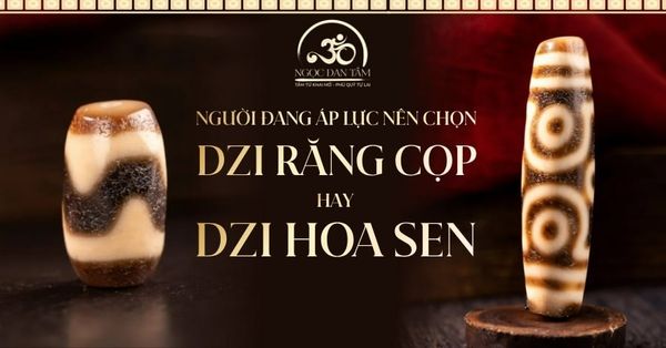 Tại sao người đang gặp áp lực lớn nên chọn Dzi Răng Cọp thay vì Dzi Hoa Sen?