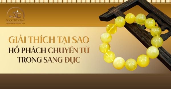 Giải thích vì sao hổ phách có thể chuyển từ trong sang đục (hoặc ngược lại)?