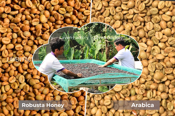 ca-phe-robusta-mix-ca-phe-arabica-cau-dat