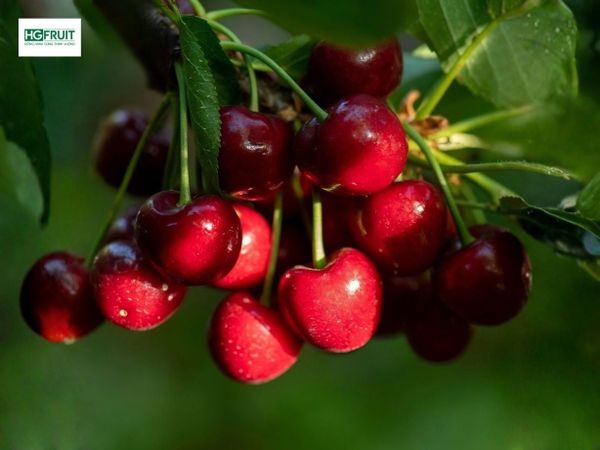 Chào Mừng Mùa Cherry Mỹ 2026 – Cơ Hội Nhập Hàng Đầu Mùa