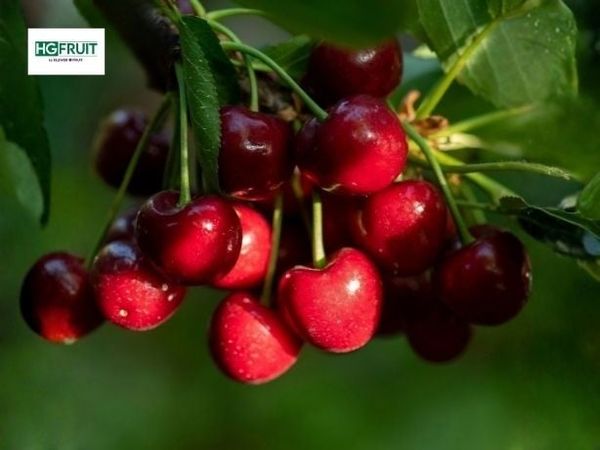Chào Mừng Mùa Cherry Mỹ 2026 – Cơ Hội Nhập Hàng Đầu Mùa