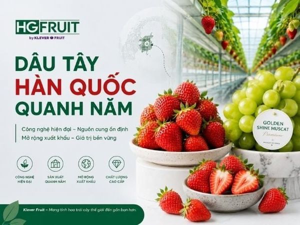 Dâu Tây Hàn Quốc Có Quanh Năm: Bước Đi Mới Giúp Mở Rộng Xuất Khẩu Và Ổn Định Nguồn Cung