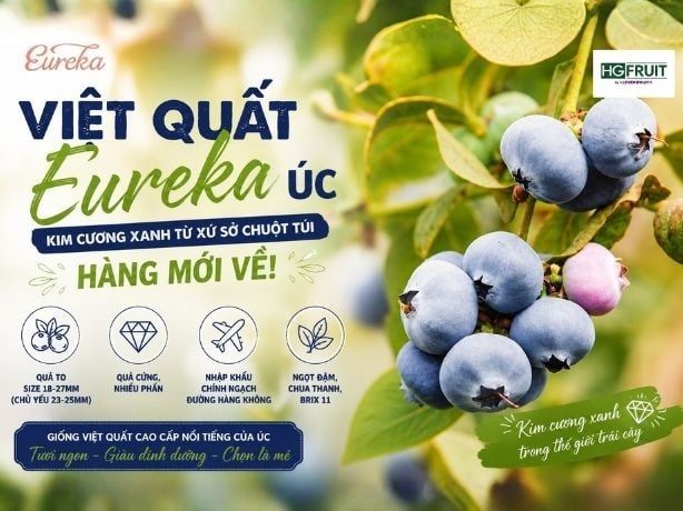 Việt Quất Eureka Úc Mùa 2026