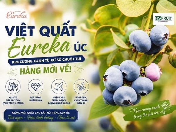 Việt Quất Eureka Úc Mùa 2026
