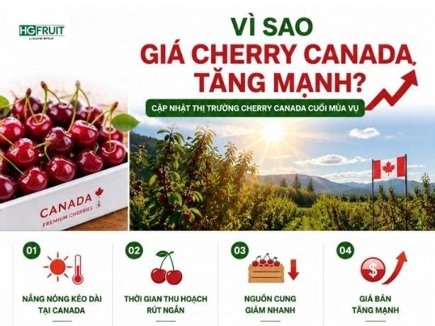Cập Nhật Biến Động Thị Trường Cherry Tháng 8: Giá Cherry Canada Tăng Mạnh, Nguồn Cung Khan Hiếm
