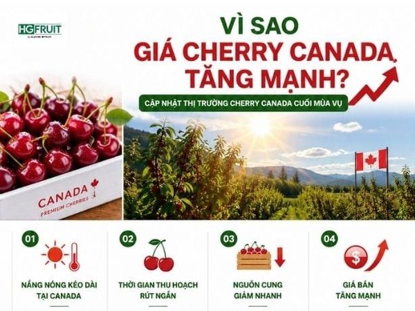 Cập Nhật Biến Động Thị Trường Cherry Tháng 8: Giá Cherry Canada Tăng Mạnh, Nguồn Cung Khan Hiếm