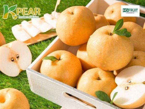 Chào Mùa Lê Hàn Quốc 2026: Những Trái Lê Hàn Đầu Tiên Đã Về Việt Nam