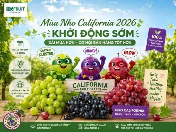 Mùa Nho California 2026 Khởi Động Sớm, Thị Trường Được Kích Cầu Mạnh Hơn