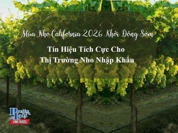 Nho California 2026 Khởi Động Sớm, Cơ Hội Đón Nguồn Hàng Đẹp