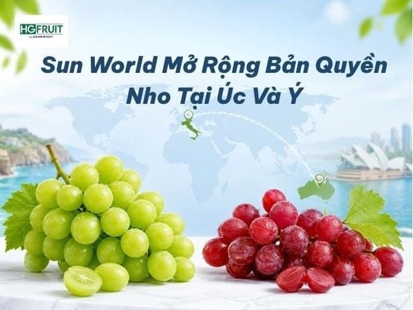 Sun World Mở Rộng Bản Quyền Nho Tại Úc Và Ý, Tăng Sức Mạnh Cho Các Dòng Nho Cao Cấp