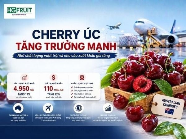 Cherry Úc Tăng Trưởng Mạnh Nhờ Chất Lượng Vượt Trội Và Nhu Cầu Xuất Khẩu Gia Tăng