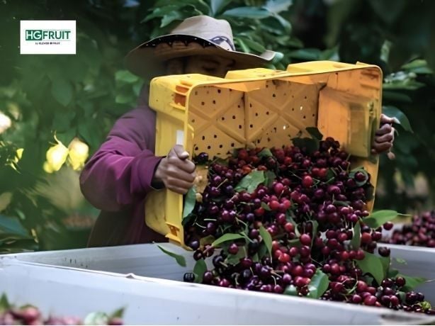 Mùa Cherry California 2026 Khởi Động Sớm, Nguồn Hàng Được Dự Báo Ngắn Và Nhanh