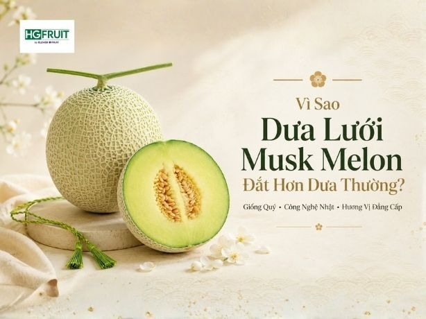 Vì Sao Dưa Lưới Musk Melon Đắt Gấp Nhiều Lần Dưa Thông Thường?