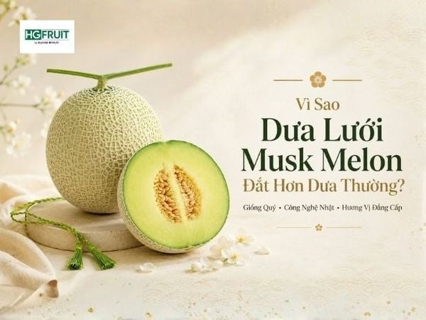 Vì Sao Dưa Lưới Musk Melon Đắt Gấp Nhiều Lần Dưa Thông Thường?