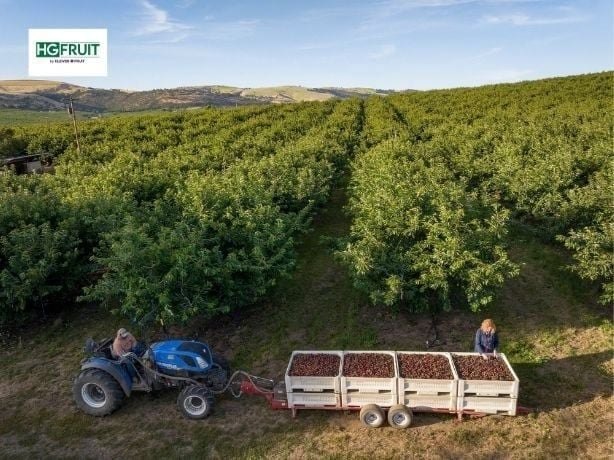 Orchard View Đón Mùa Cherry Mỹ 2026 Đầy Hứa Hẹn