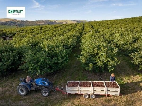 Orchard View Đón Mùa Cherry Mỹ 2026 Đầy Hứa Hẹn