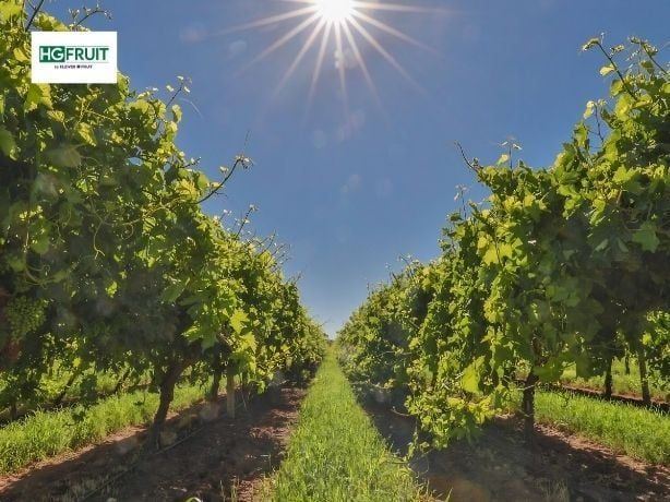Thăm Vườn Nho Hellooo™ Cùng GrapeCo: Hành Trình Từ Vườn Đến Bàn Ăn
