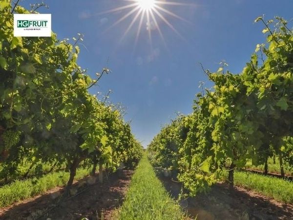 Thăm Vườn Nho Hellooo™ Cùng GrapeCo: Hành Trình Từ Vườn Đến Bàn Ăn