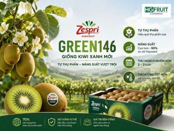 Zespri Phát Triển Giống Kiwi Xanh Tự Thụ Phấn Green146, Kỳ Vọng Thay Thế Hayward Trong Tương Lai