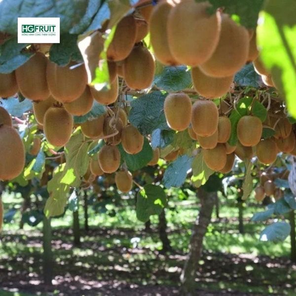 vườn kiwi xanh Hayward