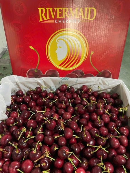 Cherry mỹ