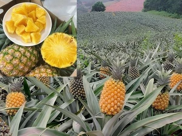 Dứa mật việt nam