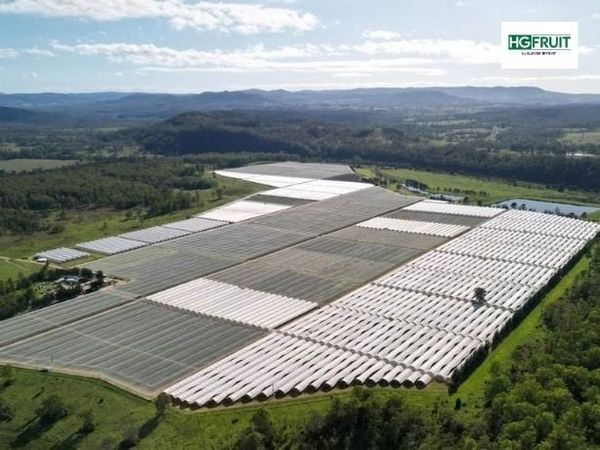Việt Quất Eureka được trồng chủ yếu tại Queensland, Northern New South Wales, Victoria, South Australia và Western Australia.